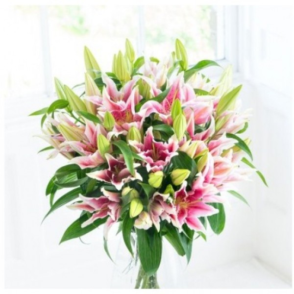 10 Pink Oriental Lily